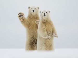 polar-bears-waving-alaska_91574_990x742